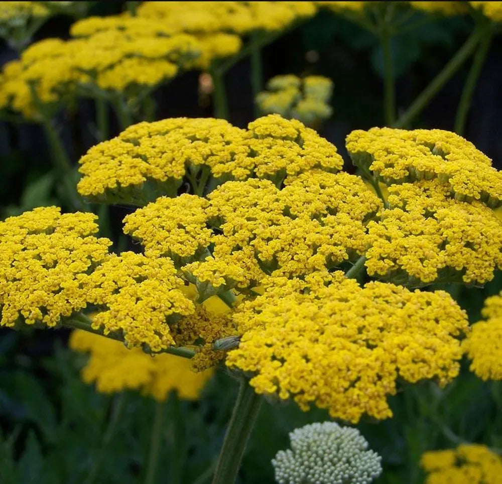 Yarrow Flower seeds for Planting - Low Maintenance, Heirloom & GMO Free Seeds for Home Garden