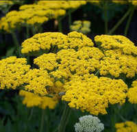 Yarrow Flower seeds for Planting - Low Maintenance, Heirloom & GMO Free Seeds for Home Garden