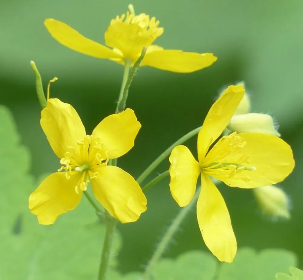 Celidonia Flower seeds for Planting Low Maintenance Heirloom & GMO Free Seeds for Home Garden 
 
 Sale