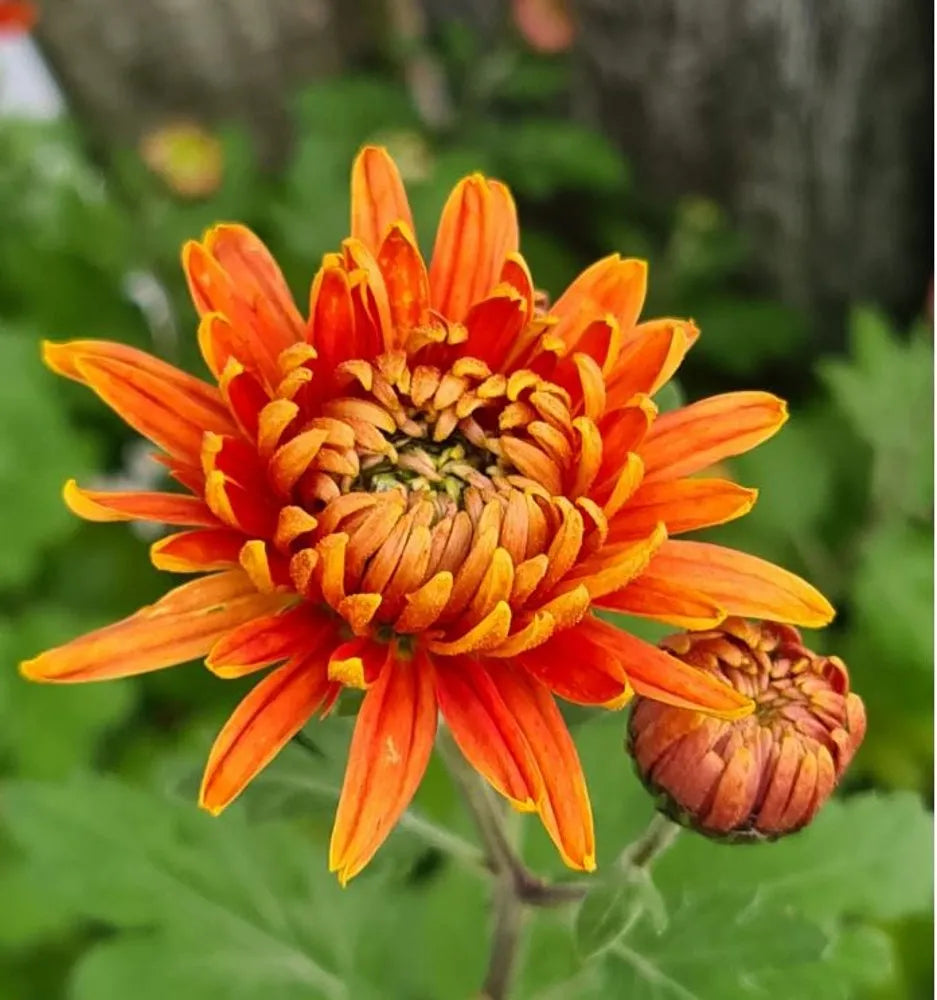 Chrysanthemum Flower Seeds Orange