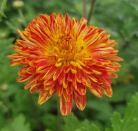 Light Orange Chrysanthemum Flower seeds for Planting - Sun Loving, Heirloom & GMO Free Seeds for Home Garden