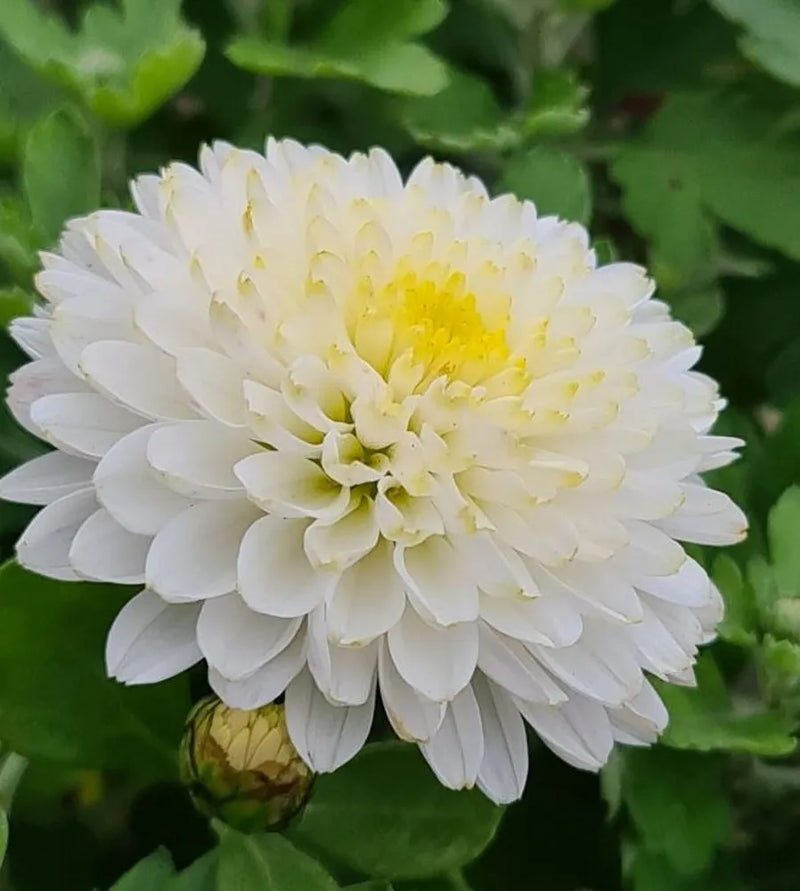Chrysanthemum White Flower seeds for Planting - Premium Quality, Heirloom & GMO Free Seeds for Home Garden