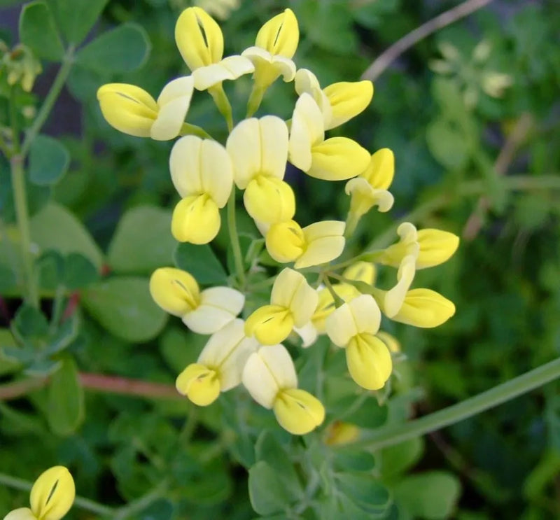 Yellow Coronilla Seeds Flower seeds for Planting - Cottage Garden Essential, Heirloom & GMO Free Seeds for Home Garden