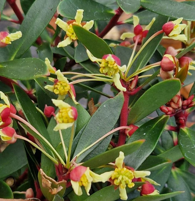 Drimy's Lanceolata Flower seeds for Planting - Easy to Grow, Heirloom & GMO Free Seeds for Home Garden