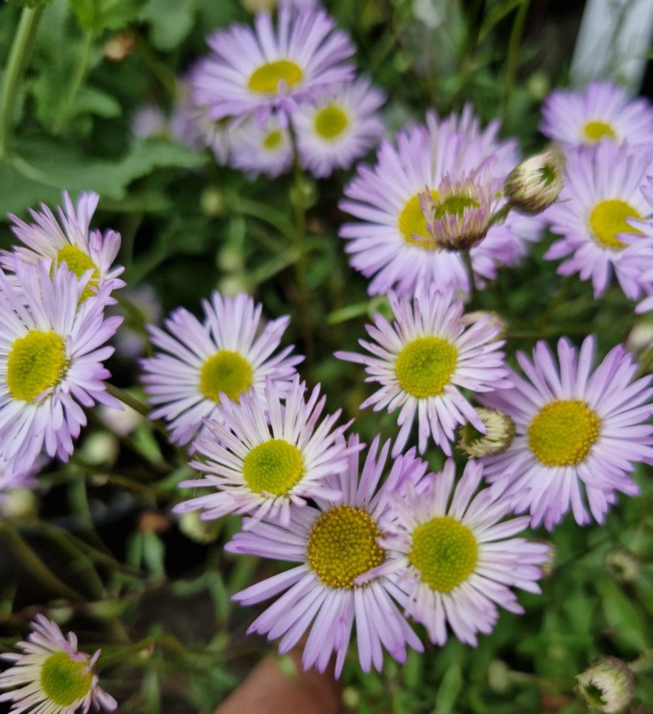 Lavender Erigeron Flower seeds for Planting - Drought Tolerant, Heirloom & GMO Free Seeds for Home Garden