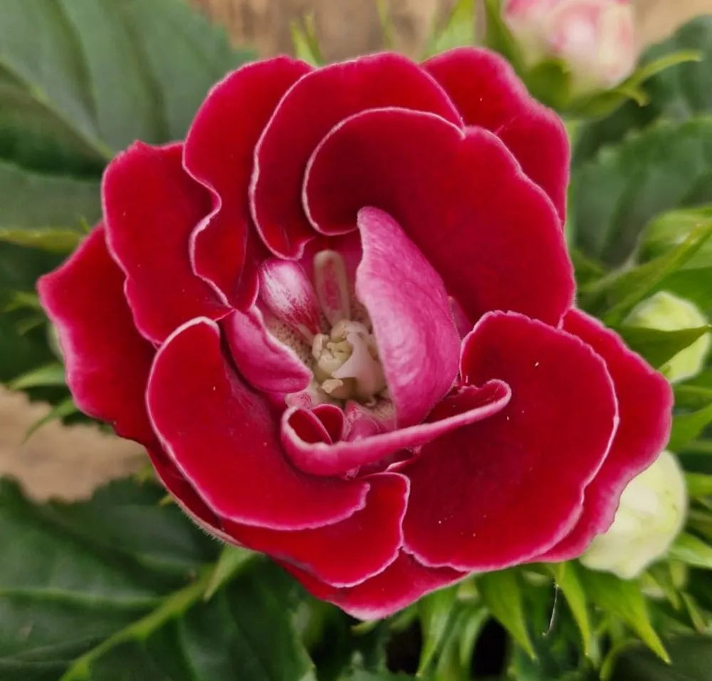 Sinningia Gloxinia Flower seeds for Planting Cut Flower Favorite Heirloom & GMO Free Seeds for Home Garden