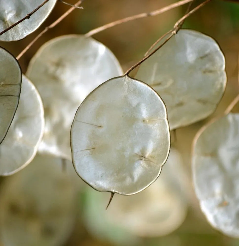 Dollar Flower seeds for Planting Compact Growth Heirloom & GMO Free Seeds for Home Garden 
 
 Sale