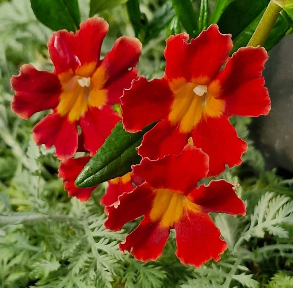 Red Monkey Flower Seeds for Planting and Gardening
