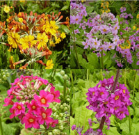 Primula Candelabra Flower seeds for Planting, Vibrant Colors Heirloom & GMO Free Seeds for Home Garden