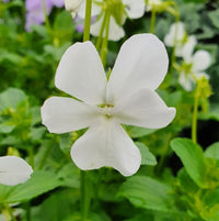 Viola Alba Flower seeds for Planting Wildflower Mix Heirloom & GMO Free Seeds for Home Garden