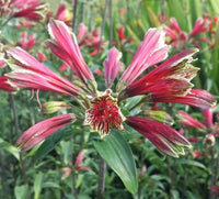 Red Alstroemeria Psittacina Flower seeds for Planting - Cottage Garden Essential, Heirloom & GMO Free Seeds for Home Garden