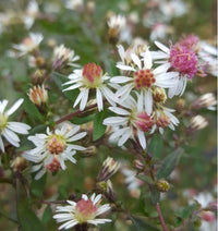 Aster Lateriflorus Flower seeds for Planting Easy to Grow Heirloom & GMO Free Seeds for Home Garden
