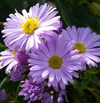 Aster NoviBelgii Flower seeds for Planting Shade Tolerant Heirloom & GMO Free Seeds for Home Garden
