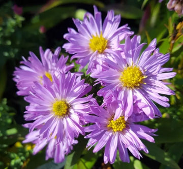 Aster NoviBelgii Flower seeds for Planting Shade Tolerant Heirloom & GMO Free Seeds for Home Garden