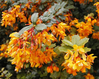 Yellow Darwinii Flower seeds for Planting - Wildflower Mix, Heirloom & GMO Free Seeds for Home Garden