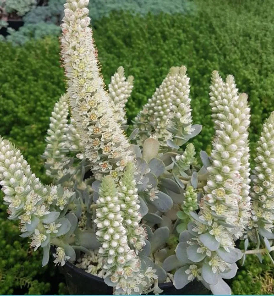 Orostachys Flower seeds for Planting Vibrant Colors Heirloom & GMO Free Seeds for Home GardeN