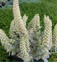 Orostachys Flower seeds for Planting Vibrant Colors Heirloom & GMO Free Seeds for Home GardeN