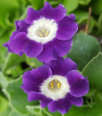 Blue Primula Auricula Flower seeds for Planting - Colorful Display, Heirloom & GMO Free Seeds for Home Garden