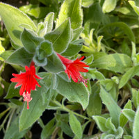 Epilobium Canum Flower seeds for Planting Fragrant Blossoms Heirloom & GMO Free Seeds for Home Garden