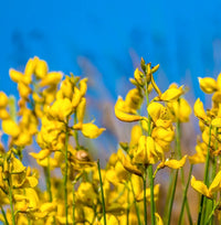 Spartium Flower seeds for Planting Pollinator Friendly Heirloom & GMO Free Seeds for Home Garden