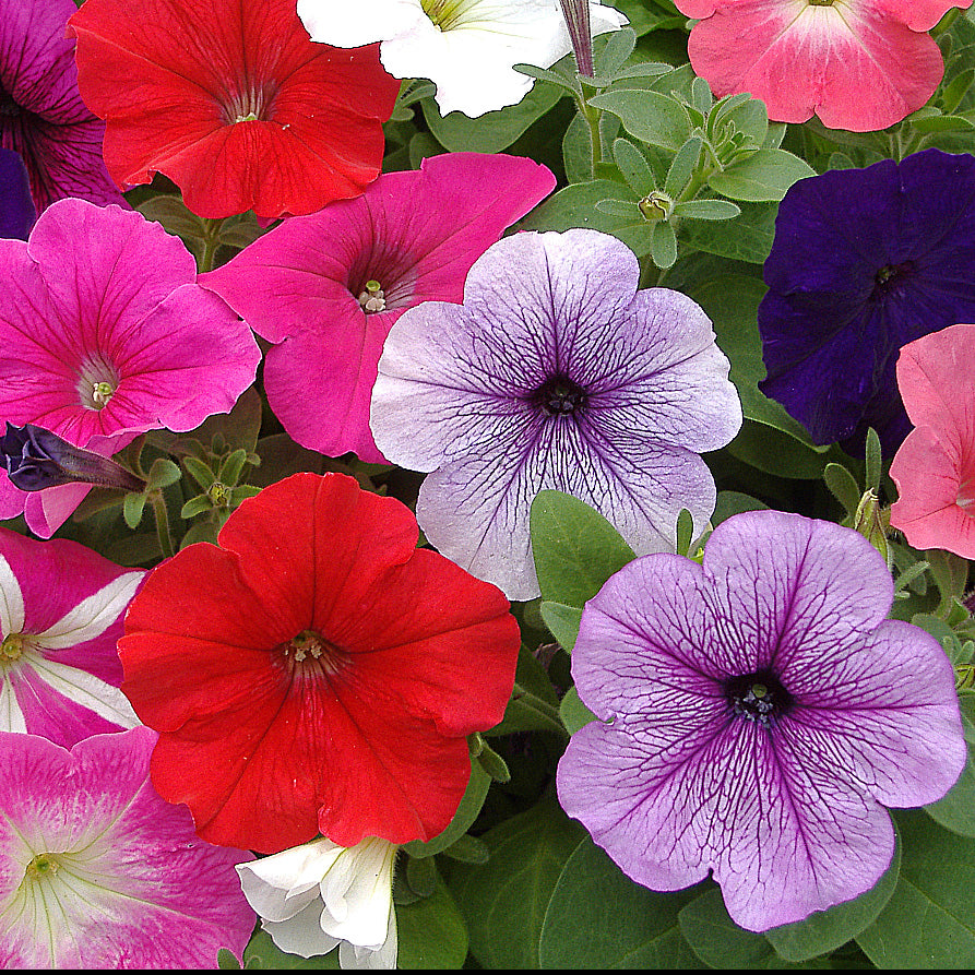 Tritunia Rosa Geäderte Petunia Seeds for Planting Soft Pink Garden Blooms