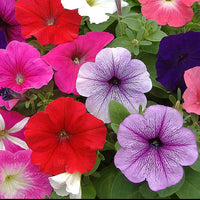 Tritunia Rosa Geäderte Petunia Seeds for Planting Soft Pink Garden Blooms