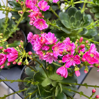 Lewisia Pink Flower Seeds for Planting | Colorful Perennial Blooms