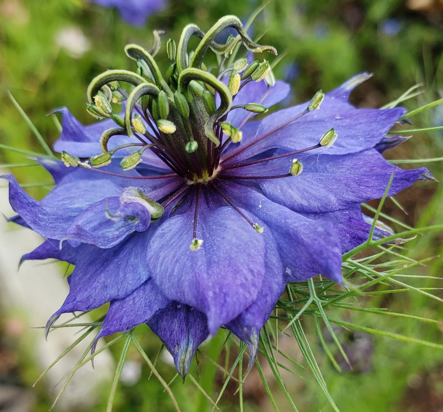 Nigella Hispanica Flower seeds for Planting Easy to Grow Heirloom & GMO Free Seeds for Home Garden
