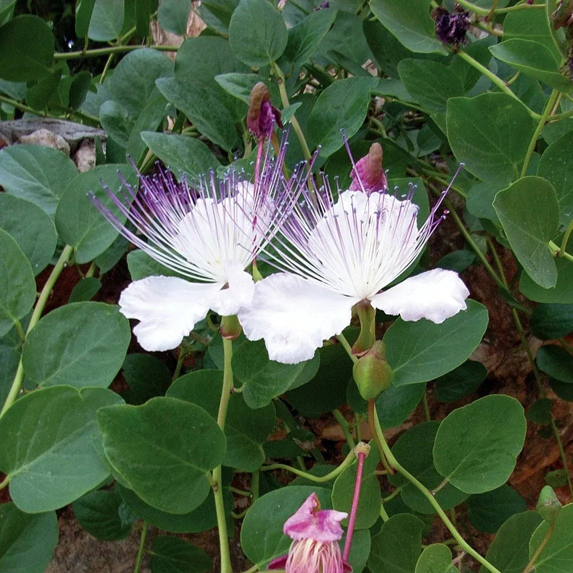 Blue Caper Flower Seeds: Best Planting Tips for Gardeners