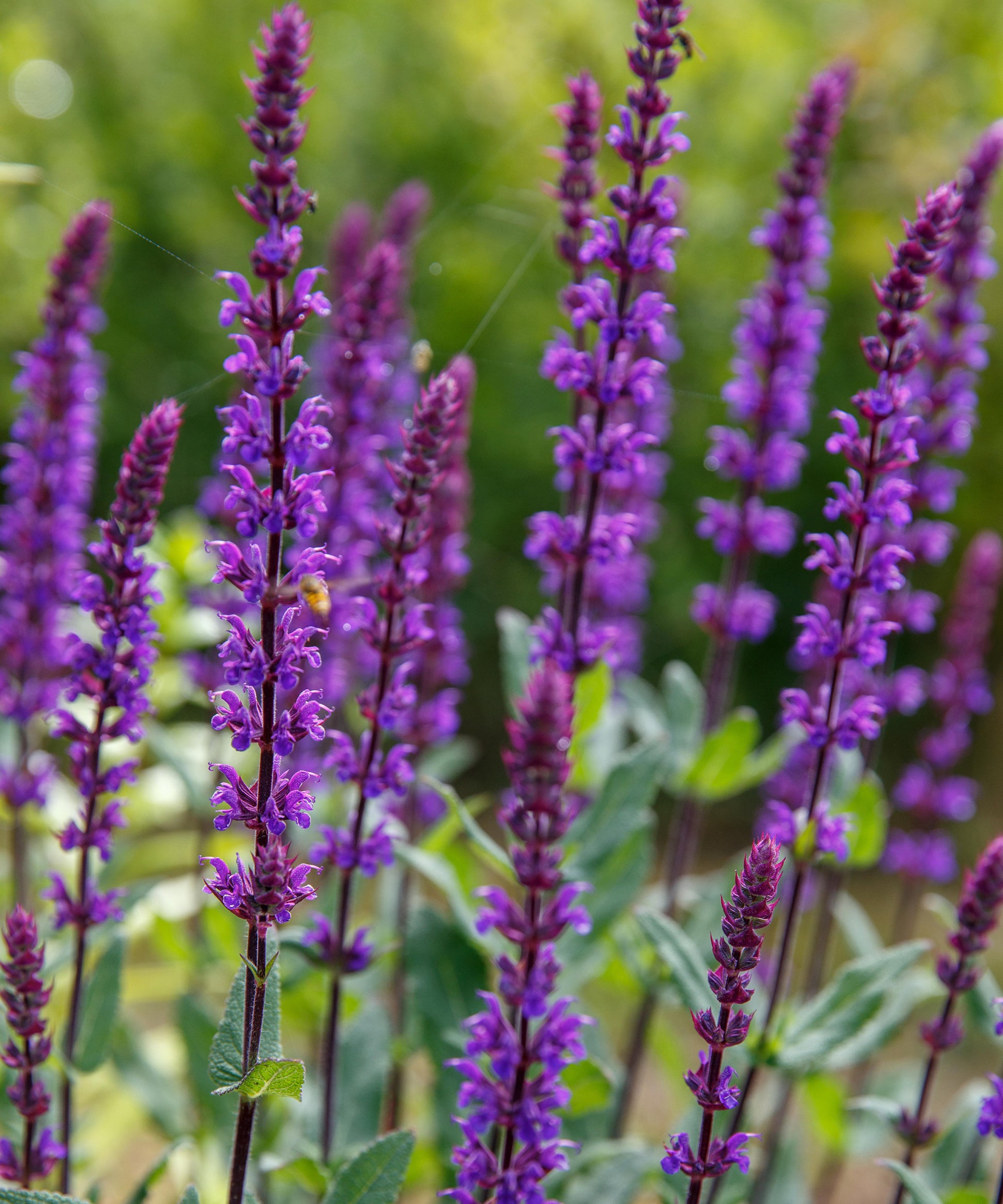 Purple Perennial Flower seeds for Planting Colorful Display Heirloom & GMO Free Seeds for Home Garden