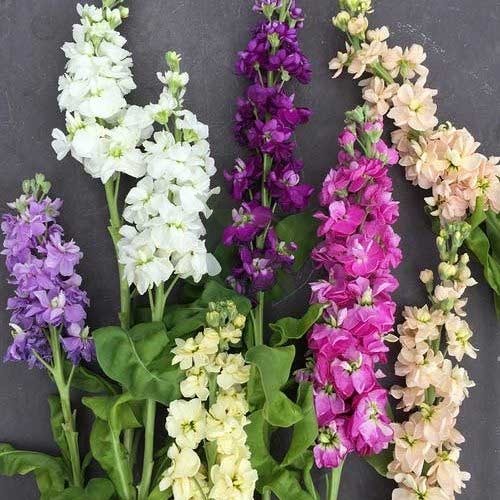 Mixed Matthiola Incana Flower seeds for Planting - Bright Blooms, Heirloom & GMO Free Seeds for Home Garden