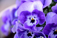 Violet Pansy Flower Seeds for Planting: Vibrant Blooms for Your Garden