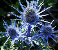 Eryngium Planum Flower seeds for Planting - Easy to Grow, Heirloom & GMO Free Seeds for Home Garden