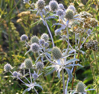 White Eryginum Flower Seeds Planting