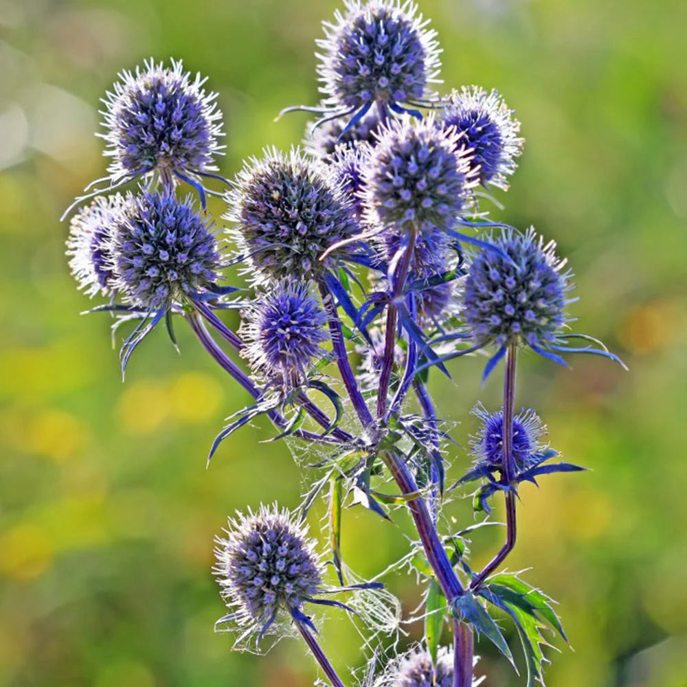 Eryngium Planum Flower seeds for Planting - Perfect for Borders, Heirloom & GMO Free Seeds for Home Garden