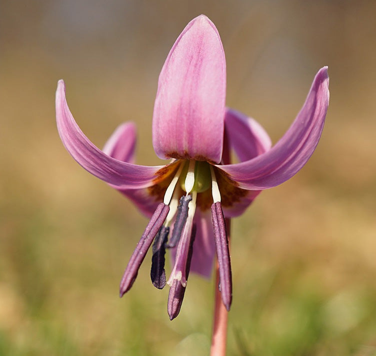 Violet Tooth Flower seeds for Planting - Drought Tolerant, Heirloom & GMO Free Seeds for Home Garden