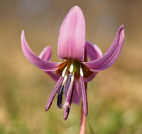 Violet Tooth Flower seeds for Planting - Drought Tolerant, Heirloom & GMO Free Seeds for Home Garden