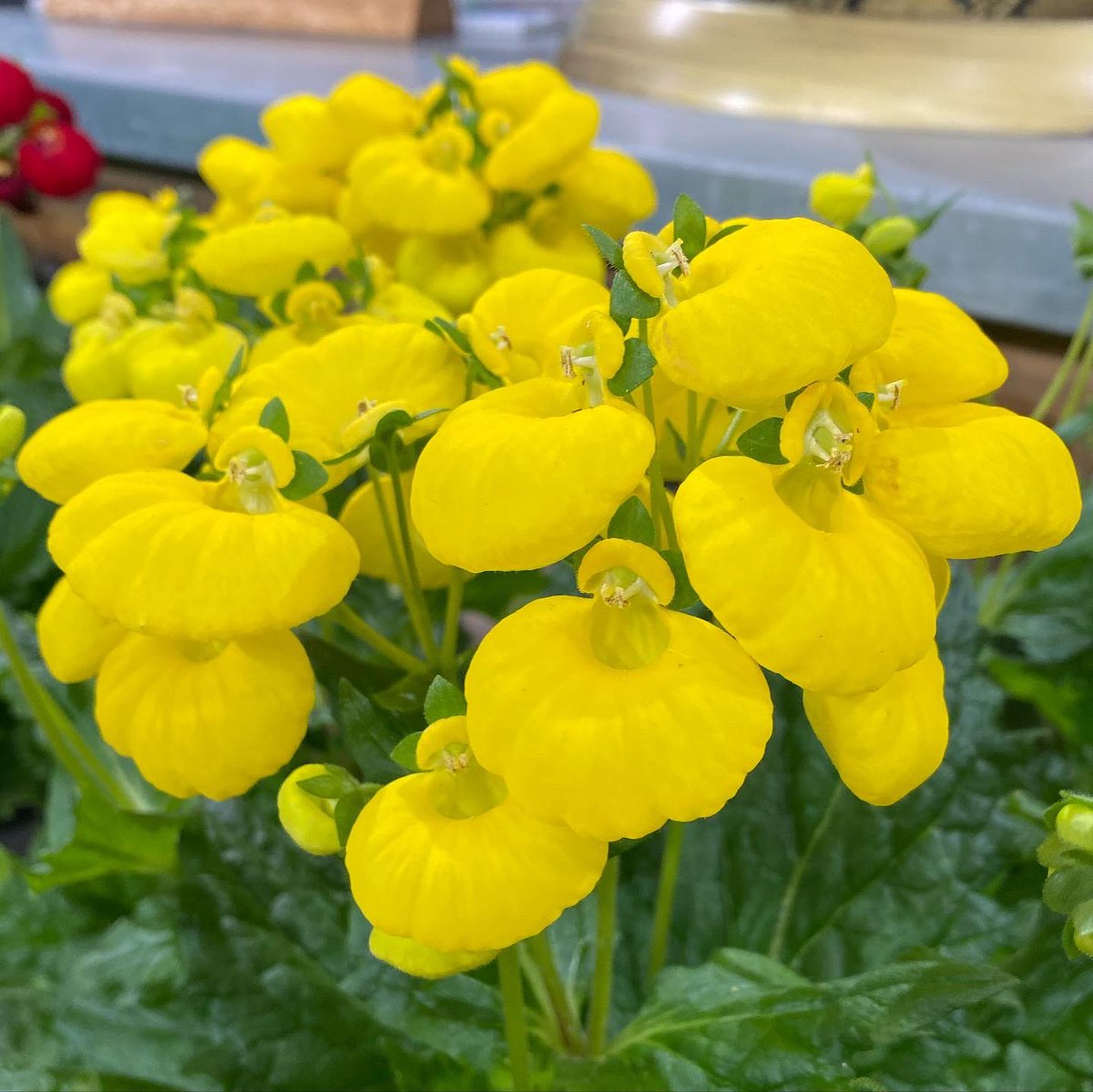 Light Yellow Calceolaria Flower seeds for Planting - Vibrant Colors, Heirloom & GMO Free Seeds for Home Garden