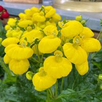 Light Yellow Calceolaria Flower seeds for Planting - Vibrant Colors, Heirloom & GMO Free Seeds for Home Garden