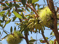 Eucalyptus Lehmannii Flower seeds for Planting Easy to Grow Heirloom & GMO Free Seeds for Home Garden