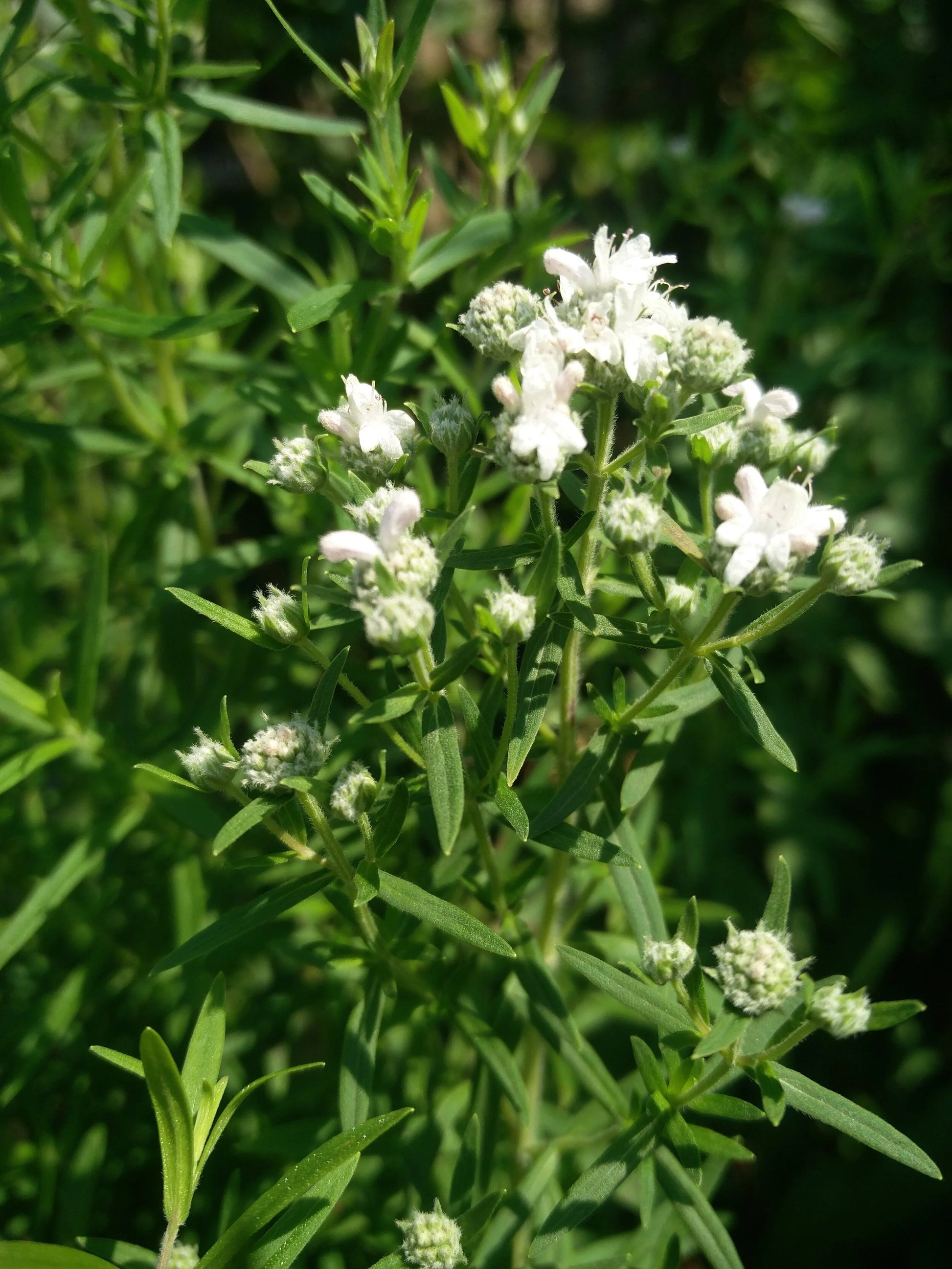 White Mountain Mint Flower seeds for Planting - Drought Tolerant, Heirloom & GMO Free Seeds for Home Garden