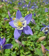 Blue White Aquilegia Coerulea Flower seeds for Planting - Drought Tolerant, Heirloom & GMO Free Seeds for Home Garden