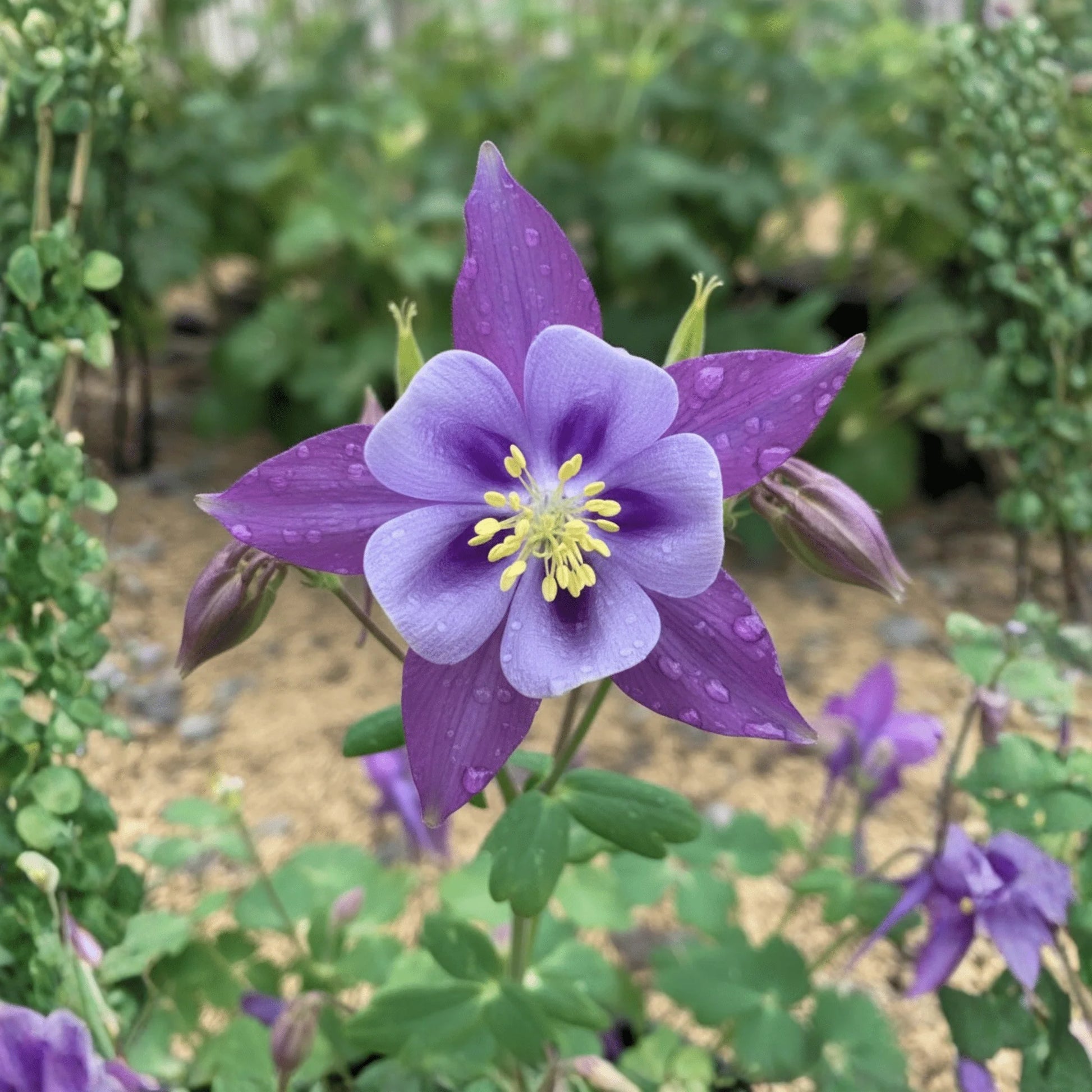 Aquilegia Flower seeds for Planting - Garden Favorite, Heirloom & GMO Free Seeds for Home Garden