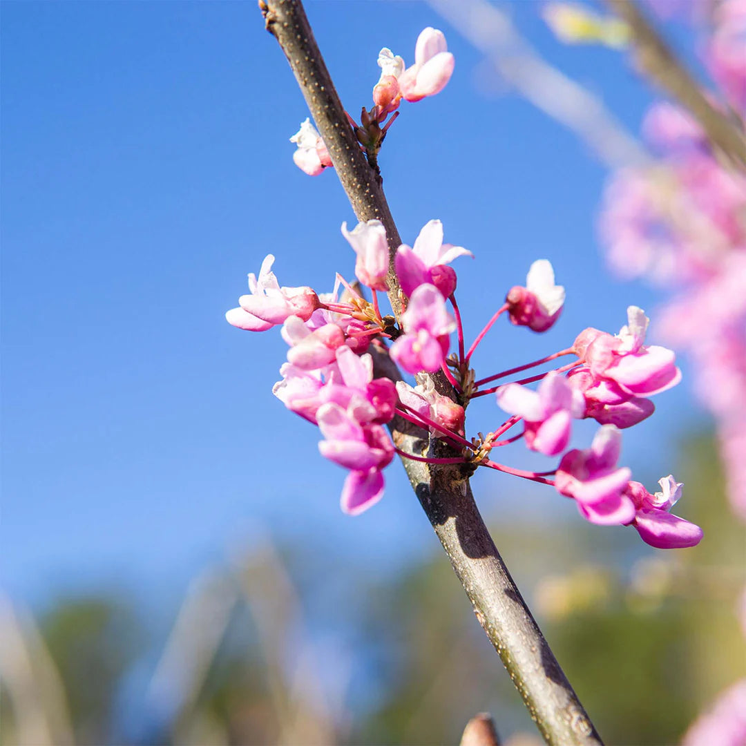 Pink Redbud Flowering Flower seeds for Planting - Drought Tolerant, Heirloom & GMO Free Seeds for Home Garden