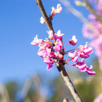 Pink Redbud Flowering Flower seeds for Planting - Drought Tolerant, Heirloom & GMO Free Seeds for Home Garden