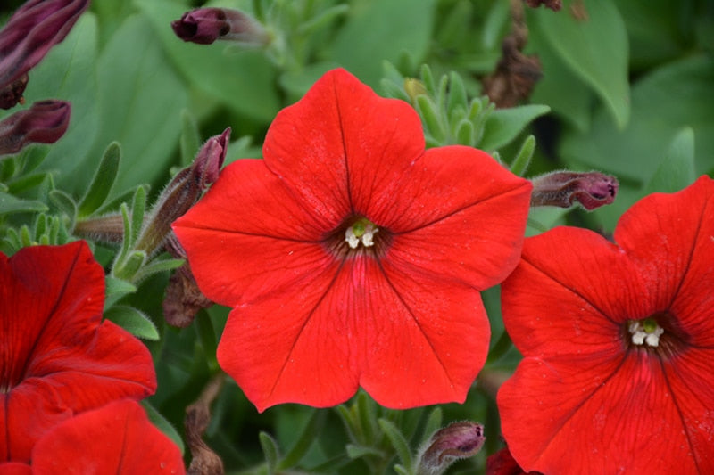 Red Petunia Petals Flower Planting Seeds for Lush and Colorful Gardens