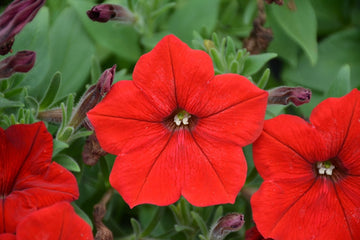 Red Petunia Petals Flower Planting Seeds for Lush and Colorful Gardens