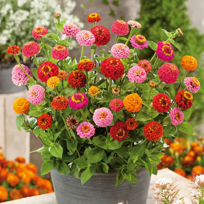 Easy Grow Zinnia Red Seeds for Gardens