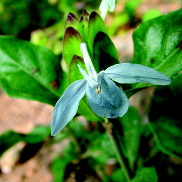 Blue Ecbolium Viride Flower seeds for Planting Seasonal Bloomer Heirloom & GMO Free Seeds for Home Garden 
 
 Sale