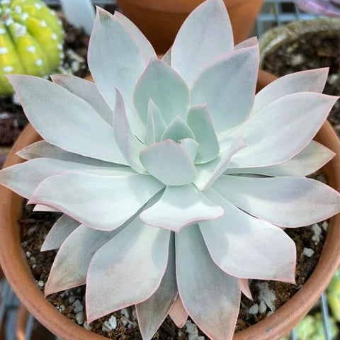 White Succulent Flower Seeds for Planting Pollinator Friendly Heirloom & GMO Free Seeds for Home Garden
 
 Sale
